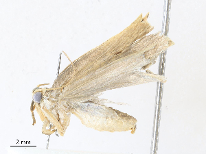  (Antaeotricha Malaise7842 - CBG-A28428-D10)  @11 [ ] CreativeCommons - Attribution Share - Alike (2024) CBG Photography Group Centre for Biodiversity Genomics