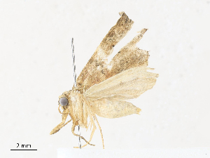  ( - CBG-A30057-A07)  @11 [ ] CreativeCommons - Attribution Share - Alike (2024) CBG Photography Group Centre for Biodiversity Genomics