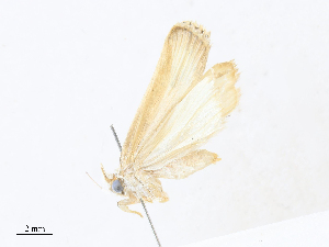  ( - CBG-A30057-A11)  @11 [ ] CreativeCommons - Attribution Share - Alike (2024) CBG Photography Group Centre for Biodiversity Genomics