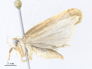  ( - CBG-A30057-E12)  @11 [ ] CreativeCommons - Attribution Share - Alike (2024) CBG Photography Group Centre for Biodiversity Genomics