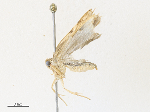  ( - CBG-A30058-A06)  @11 [ ] CreativeCommons - Attribution Share - Alike (2024) CBG Photography Group Centre for Biodiversity Genomics