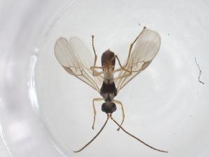  ( - CBG-A30431-B01)  @11 [ ] CreativeCommons - Attribution Share - Alike (2024) Centre for Biodiversity Genomics Centre for Biodiversity Genomics