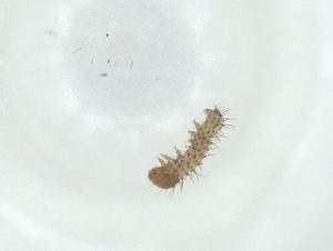  ( - CBG-A30462-C07)  @11 [ ] CreativeCommons - Attribution Share - Alike (2024) Centre for Biodiversity Genomics Centre for Biodiversity Genomics