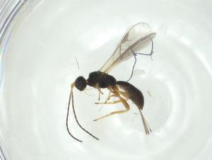  ( - CBG-A30462-H05)  @11 [ ] CreativeCommons - Attribution Share - Alike (2024) Centre for Biodiversity Genomics Centre for Biodiversity Genomics