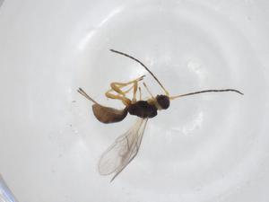  ( - CBG-A30464-F10)  @11 [ ] CreativeCommons - Attribution Share - Alike (2024) Centre for Biodiversity Genomics Centre for Biodiversity Genomics