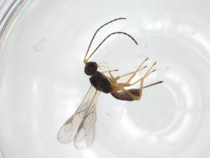  ( - CBG-A30464-H09)  @11 [ ] CreativeCommons - Attribution Share - Alike (2024) Centre for Biodiversity Genomics Centre for Biodiversity Genomics