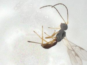  ( - CBG-A04215-C04)  @11 [ ] CreativeCommons - Attribution (2023) Centre for Biodiversity Genomics Centre for Biodiversity Genomics