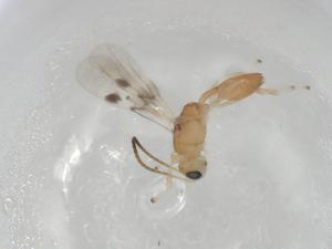  (Leiophron Malaise6182 - CBG-A04278-G10)  @11 [ ] CreativeCommons - Attribution (2023) Centre for Biodiversity Genomics Centre for Biodiversity Genomics