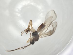  ( - CBG-A04283-E12)  @11 [ ] CreativeCommons - Attribution (2023) Centre for Biodiversity Genomics Centre for Biodiversity Genomics