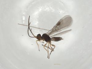  (Mirax Malaise4703 - CBG-A04621-C06)  @11 [ ] CreativeCommons - Attribution (2023) Centre for Biodiversity Genomics Centre for Biodiversity Genomics