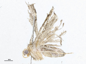 ( - CBG-A05359-B04)  @11 [ ] CreativeCommons - Attribution (2023) CBG Photography Group Centre for Biodiversity Genomics