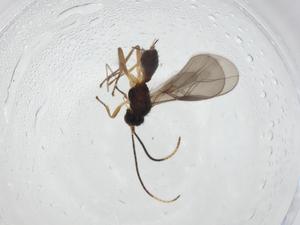  ( - CBG-A11666-G01)  @11 [ ] CreativeCommons - Attribution Share - Alike (2023) Centre for Biodiversity Genomics Centre for Biodiversity Genomics