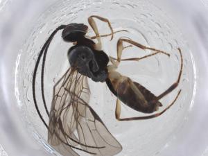  (Vadumasonium Malaise2713 - CBG-A11673-D11)  @11 [ ] CreativeCommons - Attribution Share - Alike (2023) Centre for Biodiversity Genomics Centre for Biodiversity Genomics