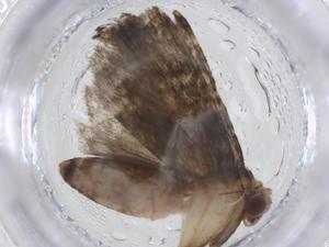  ( - CBG-A11673-F09)  @11 [ ] CreativeCommons - Attribution Share - Alike (2023) Centre for Biodiversity Genomics Centre for Biodiversity Genomics