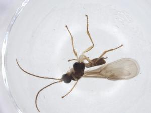  (Mirax malaise6602 - CBG-A12586-E05)  @11 [ ] CreativeCommons - Attribution Share - Alike (2023) Centre for Biodiversity Genomics Centre for Biodiversity Genomics