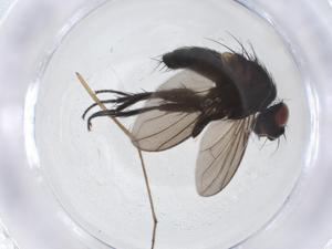  (Chaetostigmoptera Malaise8778 - CBG-A12586-G11)  @11 [ ] CreativeCommons - Attribution Share - Alike (2023) Centre for Biodiversity Genomics Centre for Biodiversity Genomics