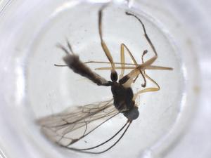  ( - CBG-A12588-A02)  @11 [ ] CreativeCommons - Attribution Share - Alike (2023) Centre for Biodiversity Genomics Centre for Biodiversity Genomics