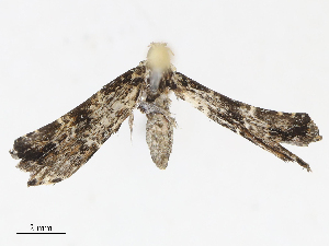  ( - CBG-A13239-E09)  @11 [ ] CreativeCommons - Attribution Share - Alike (2023) CBG Photography Group Centre for Biodiversity Genomics