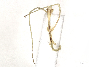  (Trychopeplus cf. laciniatus - CBG-A13239-F10)  @11 [ ] CreativeCommons - Attribution Share - Alike (2023) CBG Photography Group Centre for Biodiversity Genomics