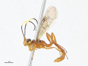  ( - CBG-A13256-D10)  @11 [ ] CreativeCommons - Attribution Share - Alike (2023) CBG Photography Group Centre for Biodiversity Genomics