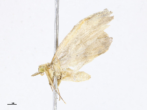  ( - CBG-A13282-G06)  @11 [ ] CreativeCommons - Attribution Share - Alike (2023) CBG Photography Group Centre for Biodiversity Genomics