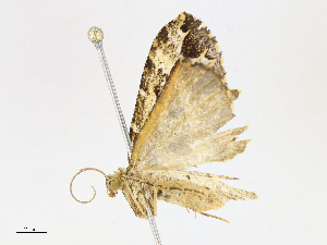  ( - CBG-A13314-F06)  @11 [ ] CreativeCommons - Attribution Share - Alike (2023) CBG Photography Group Centre for Biodiversity Genomics
