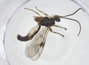  ( - CBG-A13387-F08)  @11 [ ] CreativeCommons - Attribution Share - Alike (2023) Centre for Biodiversity Genomics Centre for Biodiversity Genomics