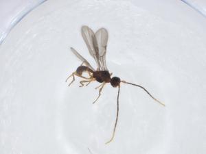  ( - CBG-A13389-F06)  @11 [ ] CreativeCommons - Attribution Share - Alike (2023) Centre for Biodiversity Genomics Centre for Biodiversity Genomics