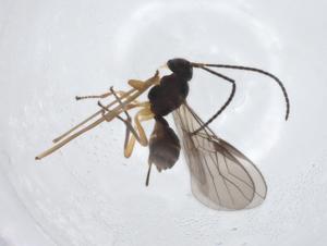  (opiMalaise01 Malaise8824 - CBG-A13392-F10)  @11 [ ] CreativeCommons - Attribution Share - Alike (2023) Centre for Biodiversity Genomics Centre for Biodiversity Genomics