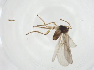  ( - CBG-A14209-C04)  @11 [ ] CreativeCommons - Attribution Share - Alike (2023) Centre for Biodiversity Genomics Centre for Biodiversity Genomics