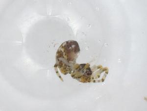  ( - CBG-A29012-C07)  @11 [ ] CreativeCommons - Attribution Share - Alike (2024) Centre for Biodiversity Genomics Centre for Biodiversity Genomics