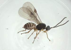  ( - CBG-A29033-A06)  @11 [ ] CreativeCommons - Attribution Share - Alike (2024) Centre for Biodiversity Genomics Centre for Biodiversity Genomics