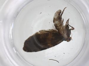  (tortBioLep01 BioLep523 - CBG-A31001-A12)  @11 [ ] CreativeCommons - Attribution Share - Alike (2024) Centre for Biodiversity Genomics Centre for Biodiversity Genomics