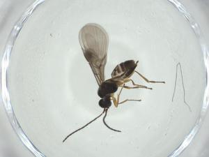  ( - CBG-A31010-C10)  @11 [ ] CreativeCommons - Attribution Share - Alike (2024) Centre for Biodiversity Genomics Centre for Biodiversity Genomics