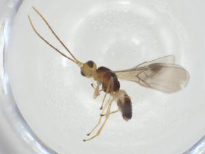  (Mirax Malaise7589 - CBG-A31034-D11)  @11 [ ] CreativeCommons - Attribution Share - Alike (2024) Centre for Biodiversity Genomics Centre for Biodiversity Genomics