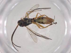  (ichneuMalaise01 Malaise5952 - CBG-A04305-B11)  @11 [ ] CreativeCommons - Attribution (2023) Centre for Biodiversity Genomics Centre for Biodiversity Genomics