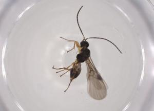  ( - CBG-A04305-C10)  @11 [ ] CreativeCommons - Attribution (2023) Centre for Biodiversity Genomics Centre for Biodiversity Genomics