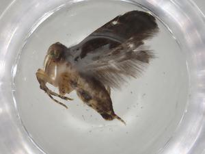  ( - CBG-A04308-E06)  @11 [ ] CreativeCommons - Attribution (2023) Centre for Biodiversity Genomics Centre for Biodiversity Genomics