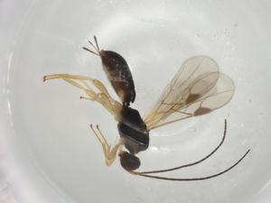  (Heterospilus Malaise9002 - CBG-A04311-B01)  @11 [ ] CreativeCommons - Attribution (2023) Centre for Biodiversity Genomics Centre for Biodiversity Genomics