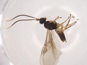  ( - CBG-A04315-G07)  @11 [ ] CreativeCommons - Attribution (2023) Centre for Biodiversity Genomics Centre for Biodiversity Genomics