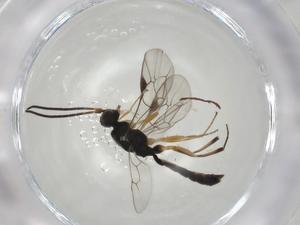  ( - CBG-A04650-B06)  @11 [ ] CreativeCommons - Attribution (2023) Centre for Biodiversity Genomics Centre for Biodiversity Genomics