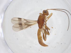  (Ecphylus Malaise1028 - CBG-A12603-A11)  @11 [ ] CreativeCommons - Attribution Share - Alike (2023) Centre for Biodiversity Genomics Centre for Biodiversity Genomics