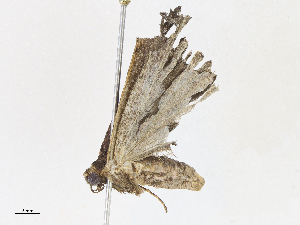  ( - CBG-A13284-D06)  @11 [ ] CreativeCommons - Attribution Share - Alike (2023) CBG Photography Group Centre for Biodiversity Genomics