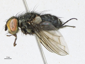  (Malaisetach42 Malaise4566 - CBG-A13359-A06)  @11 [ ] CreativeCommons - Attribution Share-Alike (2023) CBG Photography Group Centre for Biodiversity Genomics