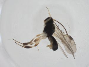  (Ascogaster malaise6101 - CBG-A13731-B11)  @11 [ ] CreativeCommons - Attribution Share - Alike (2023) Centre for Biodiversity Genomics Centre for Biodiversity Genomics