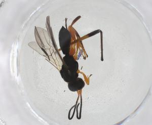  (Nealiolus Malaise2386 - CBG-A14242-G11)  @11 [ ] CreativeCommons - Attribution Share - Alike (2023) Centre for Biodiversity Genomics Centre for Biodiversity Genomics