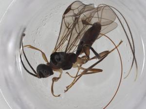  ( - CBG-A16771-C06)  @11 [ ] CreativeCommons - Attribution Share - Alike (2023) Centre for Biodiversity Genomics Centre for Biodiversity Genomics