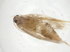  ( - CBG-A16796-H11)  @11 [ ] CreativeCommons - Attribution Share - Alike (2023) Centre for Biodiversity Genomics Centre for Biodiversity Genomics