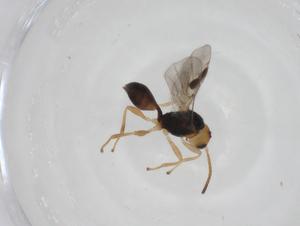  ( - CBG-A16797-C08)  @11 [ ] CreativeCommons - Attribution Share - Alike (2023) Centre for Biodiversity Genomics Centre for Biodiversity Genomics