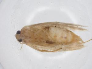  ( - CBG-A16799-E09)  @11 [ ] CreativeCommons - Attribution Share - Alike (2023) Centre for Biodiversity Genomics Centre for Biodiversity Genomics